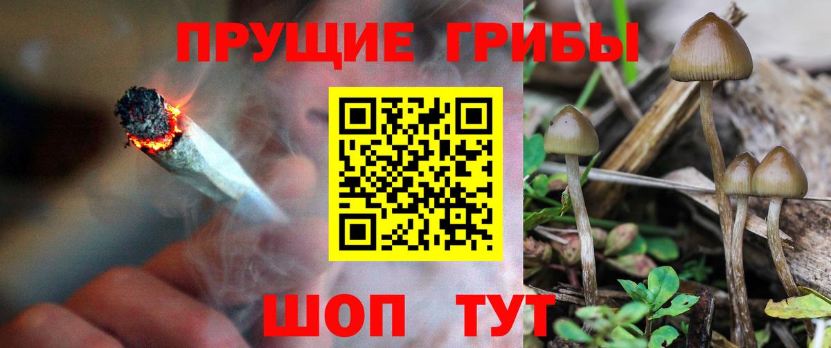 Псилоцибиновые грибы Cubensis  Псилоцибиновые грибы мицелий  Кинель  Вход с VPN 